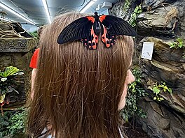 Papilio polytes - samika. Motl dm v Praze