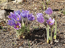 Koniklece, 24. 3. 2022, Botanick zahrada Na Slupi, Praha