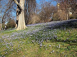 Ladoniky, 24. 3. 2022, Botanick zahrada Na Slupi, Praha