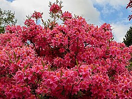 Libereck rododendrony, kvten 2022