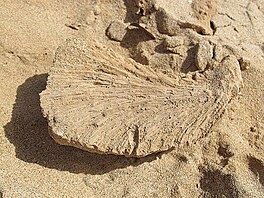 Fosilie (Marsa Shagra)