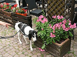 Eguisheim, Alsasko. Candy, bernsk honi.