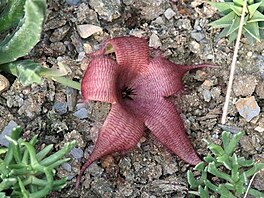 Stapelia grandiflora