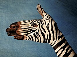 handpainting - zebra