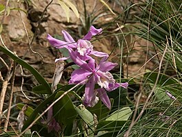 Botanick zahrada - orchideje 1