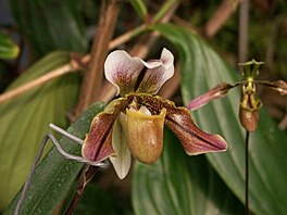 Botanick zahrada - orchideje 5