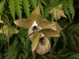 Botanick zahrada - orchideje 6