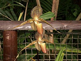 Botanick zahrada - orchideje 7