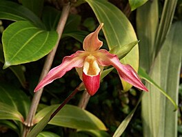 Botanick zahrada - orchideje 16