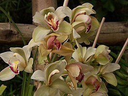 Botanick zahrada - orchideje 20