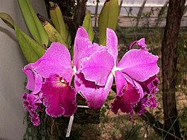 Botanick zahrada - orchideje 21