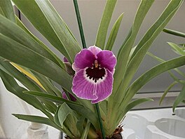 Botanick zahrada - orchideje 22