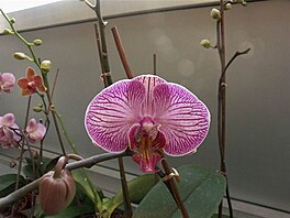 Botanick zahrada - orchideje 23