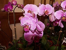 Botanick zahrada - orchideje 24