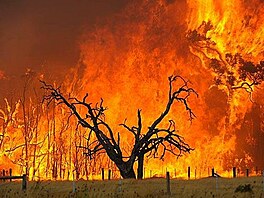 Kingake Bushfires. Victoria 1