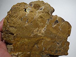 2 Jaspis z Devohostic s nznakem profilu neandertlce