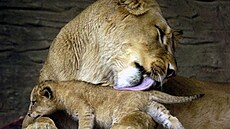 Berberský lev - ilustra�ní foto