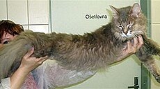 Koldová - somálský kocour M�oukal 2