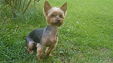 Lucka - ilustra�ní foto - Lili