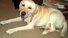 Kolmanová - Ka�par 1 