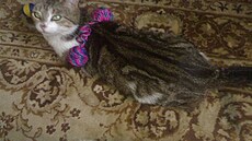 B�tuláskovo - máma Pussa