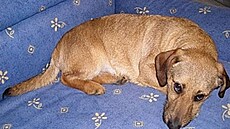 Kolmanová - Pi�kot