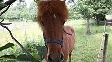 Xerxová - Islandský k�� 