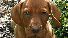 Portrét, archiv Petra K.