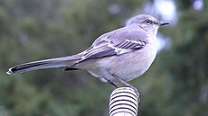 Mockingbird - drozd mnohohlasý