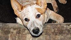 2014.11.21 Cookie a �ofka