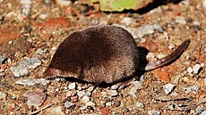 "Sorex minutus" by Importé sur Commons par Salix. Sur Flikr par Polandeze -...