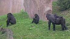 13. 9. 2011 Moja, Tatu, Kijivu, Kiburi