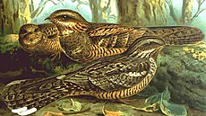 Lelek, Caprimulgus europaeus