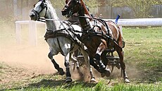 23 Rudolf�v pohár v Kladrubech