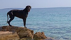 Na ostrých kamenech jsem Najta nevid�la ráda