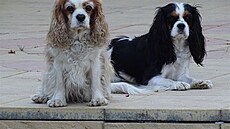 Sv�tlu�ka a Karamel