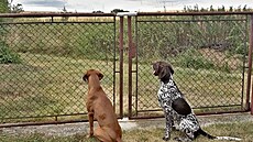 Rumou� a Taliprtka vyhlí�ej dovolenou (Dva oha�i se t�í)