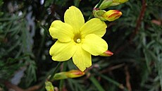 Jasmín nahokv�tý