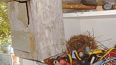 St�ízlíci si postavili hnízdo na �roubovácích za p�ipravenou budkou