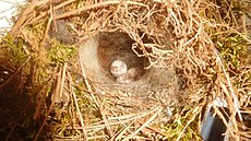 V hnízd� st�ízlíka jsou stále t�i vají�ka