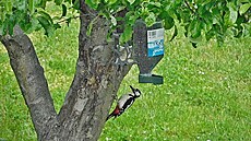 Tlachapoud na ja jabloni