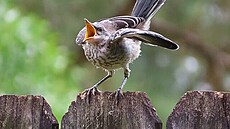 Hladové ptá�e mocking bird (drozd mnohohlasý)