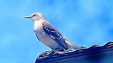 Drozdec mnohohlasý (mockingbird � slate-colored mockingbird), USA