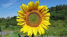 Slune�nice ve skalce