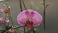Botanická zahrada - orchideje 23