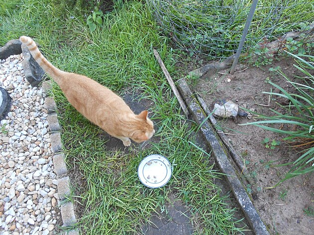 Maso jsem donesla Crackerovi a pod nos, Ginger asistuje.