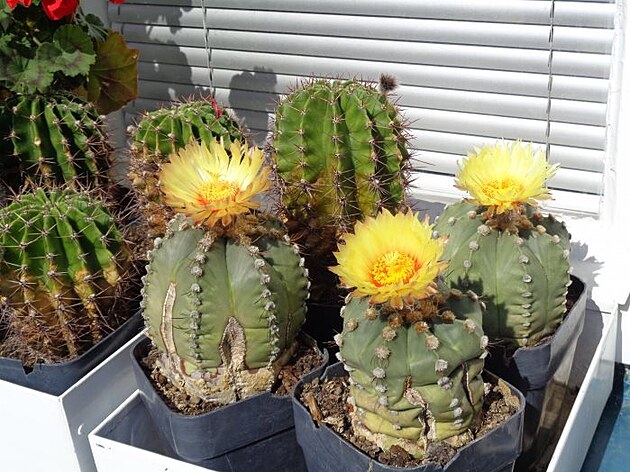 Kvetou kaktusy, záí 2022