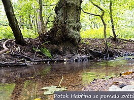 Potok Habina. 4. 9. 2022