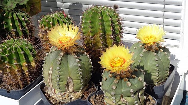 Kvetou kaktusy, září 2022