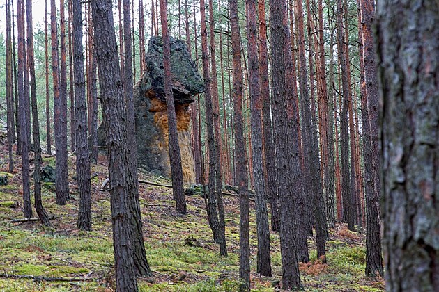 Drak v lese u Hradan. Yoda, záí 2022